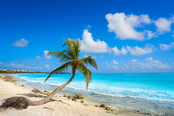 Akumal coconut palm tree beach Riviera Maya