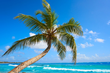 Fototapeta na wymiar Akumal coconut palm tree beach Riviera Maya