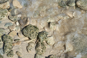 Riviera Maya coral reef on beach sand Mexico