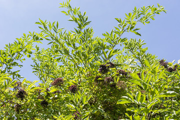 Black berries with black leaves on a bush with green leaves.