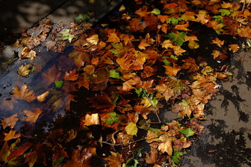Automne à Paris, France
