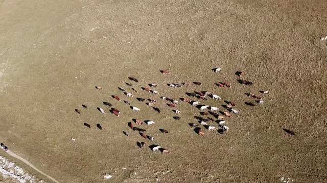 Aerial drone view of cows grazing on Linzone mountain, province of Bergamo during autumn
