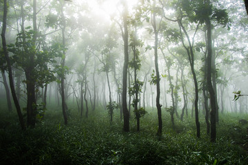 Fototapeta na wymiar tropical tree forest background
