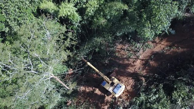 Deforestation. Logging. Excavator fells trees in rainforest to make way for oil palm plantations