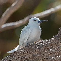 White tern, beautiful white bird on a branch, peace symbol 
