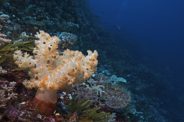 Small soft coral in the troipcal reef