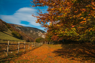 Fototapeta premium Fantastico scenario autunnale in montagna