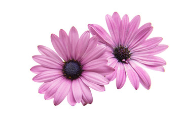 Violet Pink Osteosperumum Flower Daisy