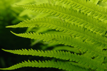 Green fern texture close up