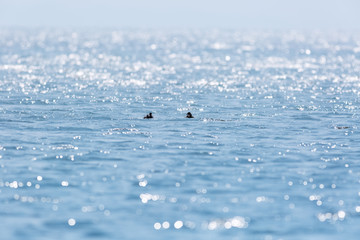 sparkling lake surface
