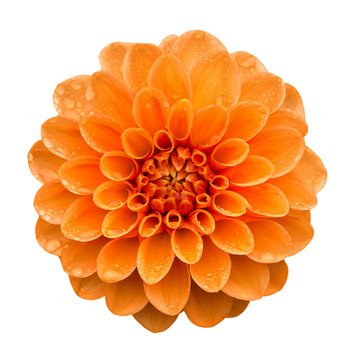 Fototapeta Orange yellow Dahlia flower with water drops on petals after rain, top view. Isolated on white background.