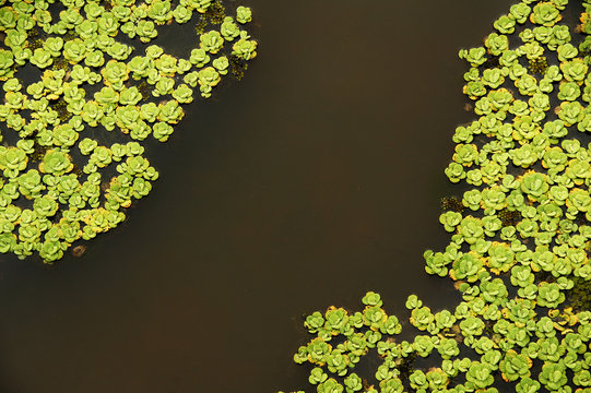 Water plants in pond