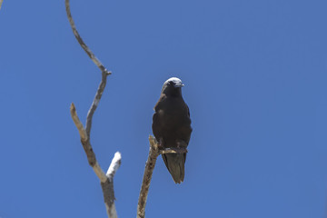 Black Noddy, exotic bird on a branch, French Polynesia
