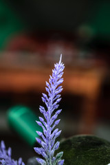Single lavender flower
