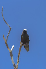 Black Noddy, exotic bird on a branch, French Polynesia

