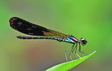 damselflies,Damselfly