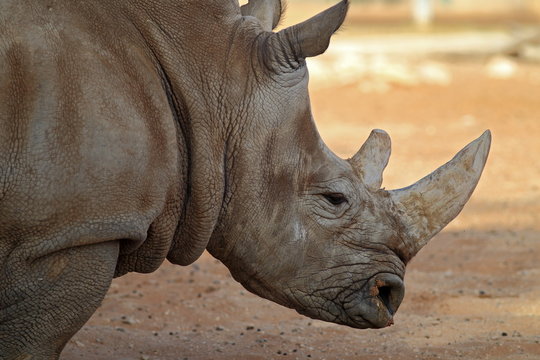 White rhinoceros