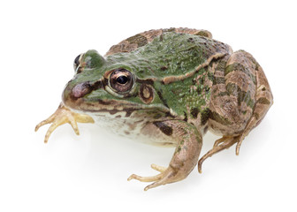 Frog