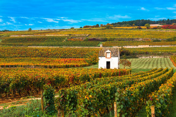 Vineyards in the autumn season, Burgundy, France