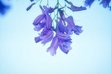 Jacaranda Flowers in Brisbane, Australia