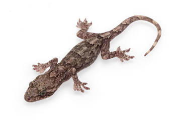 Gecko