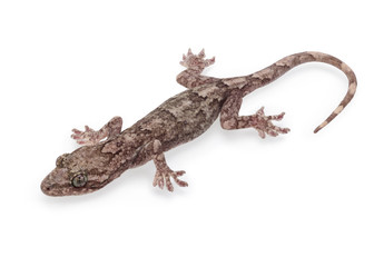Naklejka premium Gecko