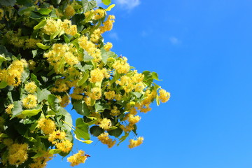 Blooming linden, lime tree in bloom against the blue sky. Used for the preparation of healing tea