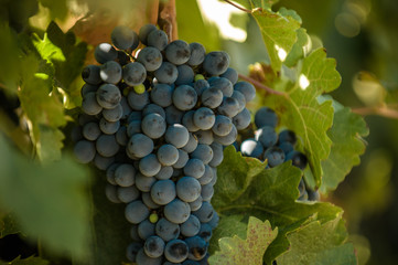 grape bunch, very shallow focus