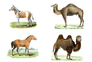 Illustration with camel
