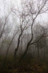 Fototapeta na wymiar View of trees in the middle of a wood, with mist and fog, dark and mysterious mood