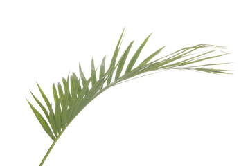Green palm tree leaf on white background.