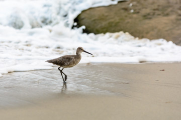 Willet on beach