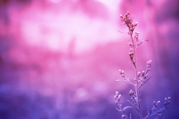 Fototapeta na wymiar grass flower in sunrise with purple color effect tone
