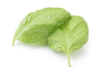 Basil