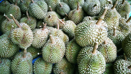 A lot of fresh durian from the garden