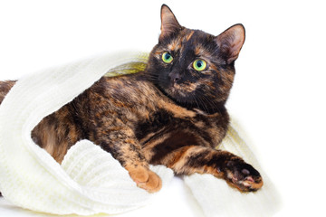 Tortoise cat in a white scarf