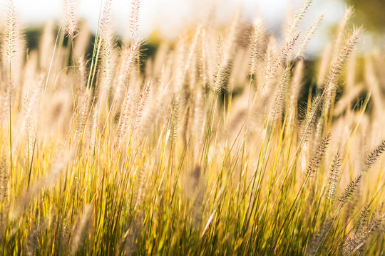 Wild field of grass on sunset, soft sun rays.
