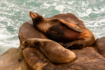 Sea lions sleeping on rocks