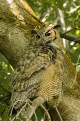 Owl Beauty
