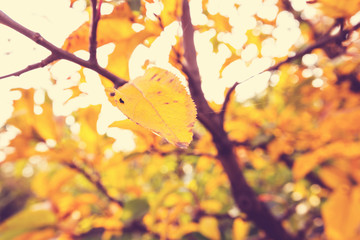 Autumn leaves