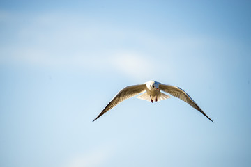 Lachmöwe beim Flug über die polmische Ostseeküste