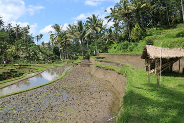Bali rizières
