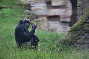Naklejka premium Beautiful and nice chimpanzee in the nature looking habitat in german zoo. Wild animals in captivity. Like a human. Pan troglodytes.