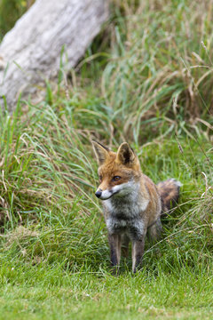 Red Fox