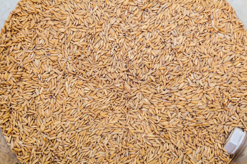 Close up Rice Husk Groups