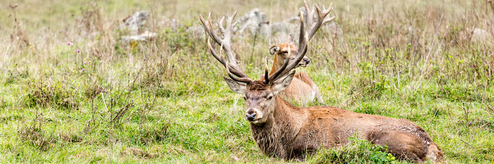 Naklejka na ściany i meble Portrait of majestic powerful adult red deer stag in Autumn Fall forest with his doe in background
