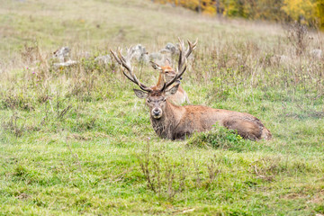 Portrait of majestic powerful adult red deer stag in Autumn Fall forest with his doe in background