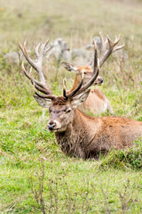 Portrait of majestic powerful adult red deer stag in Autumn Fall forest with his doe in background
