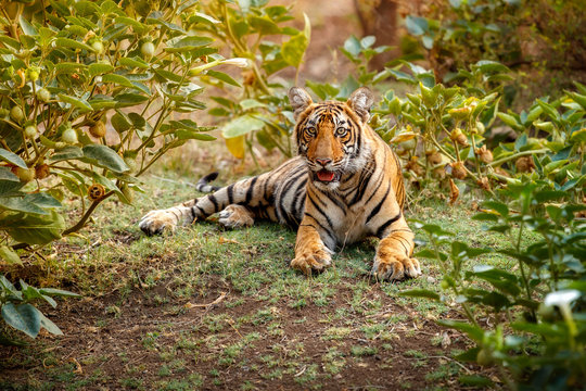 Tiger cub in the nature habitat. Tiger cub in the nice green bush. Wildlife scene with danger animal. Hot summer in Rajasthan, India. Dry trees with beautiful indian tiger, Panthera tigris