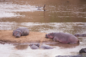 Hippopotamus on the river mara in kenya